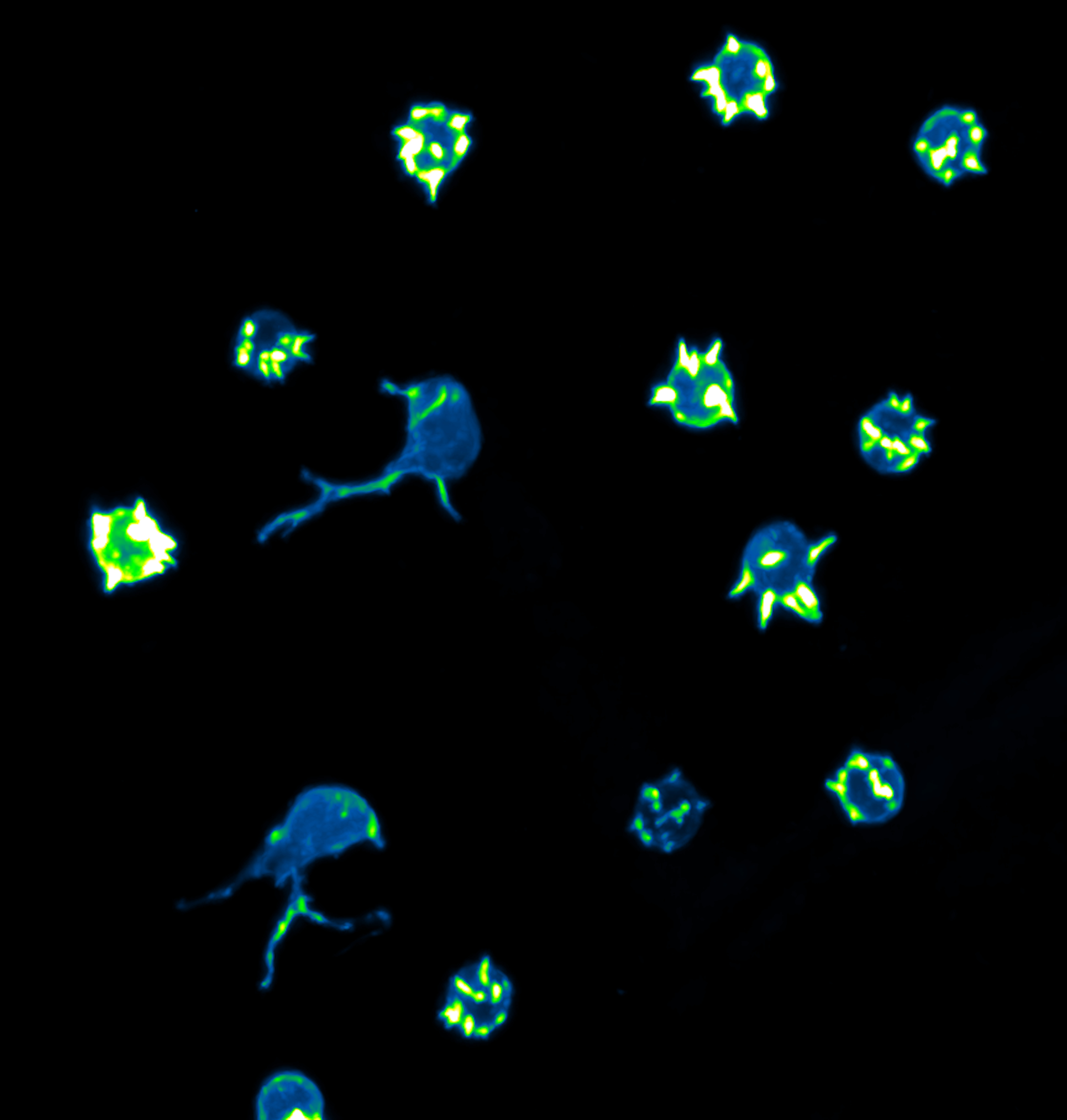 Cells